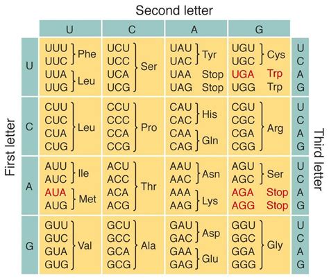 Given the DNA template strand 3' GCATTCAAG 5', write the amino acid ...