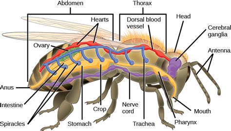 Subphylums of Arthropoda | Biology for Majors II