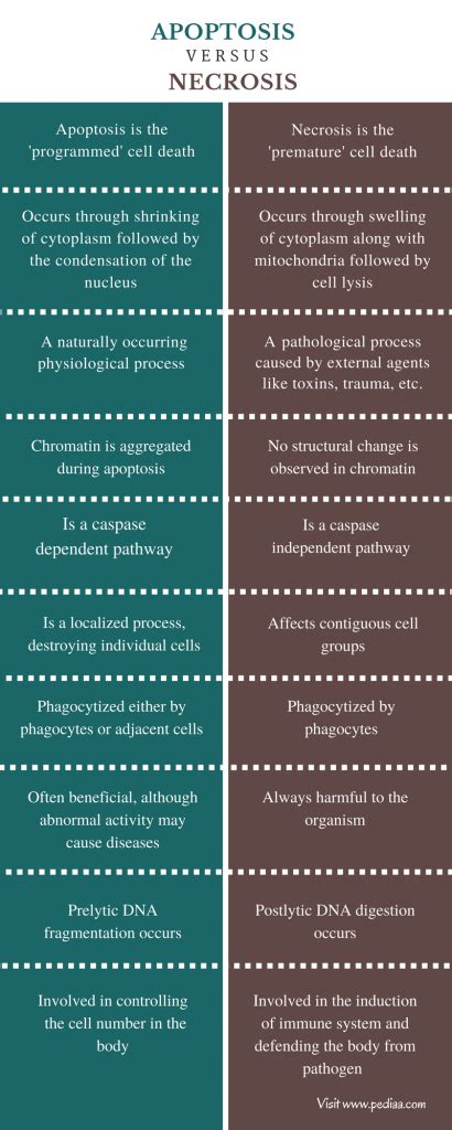 Difference Between Apoptosis and Necrosis | Definition, Process ...