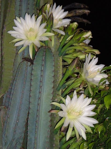 Night-Blooming Cactus on a Full Moon