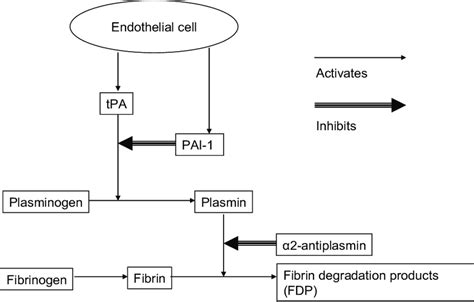 A schematic presentation of the fibrinolytic system. | Download ...