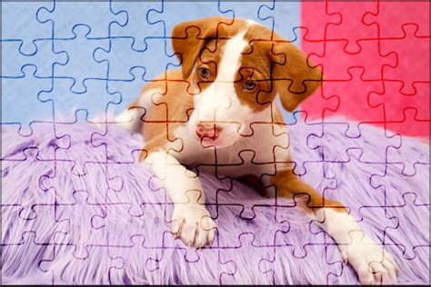 Dog Is Lovely Color Set Jigsaw Puzzle Online | Jspuzzles