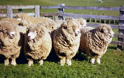 Woolshed 1: Sheep breeds in New Zealand