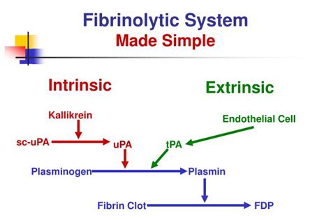 PPT - Fibrinolytic System of Hemostasis PowerPoint Presentation - ID ...