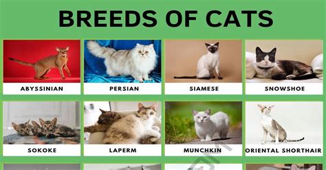 Cat Breeds: 56 Cute Types of Cats in the World • 7ESL