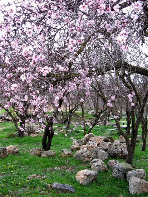 Almond Grove Full Bloom Free Stock Photo - Public Domain Pictures