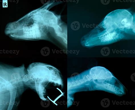 x ray picture of animal skeleton 7428419 Stock Photo at Vecteezy