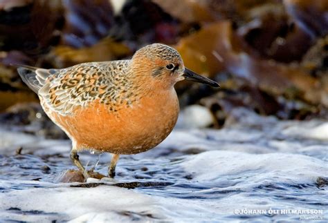 Red Knot - Wildlife Iceland