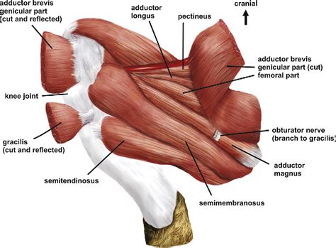 [PDF] The hip adductor muscle group in caviomorph rodents: anatomy and ...