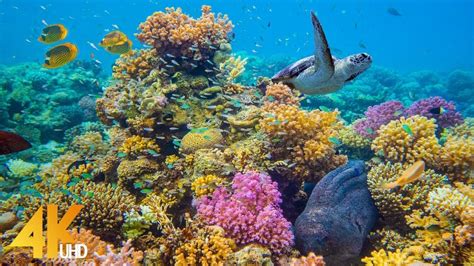 4K Stunning Underwater Wonders of the Red Sea - Colorful Coral Reef ...