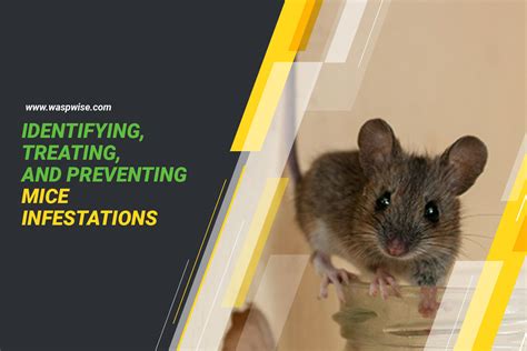 Identifying, Treating, and Preventing Mice Infestation