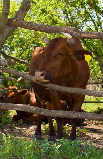 Cow in shelter - Photos by Canva