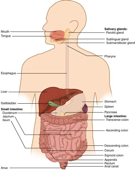 231 Overview Of The Digestive System – Anatomy And Physiology — db ...