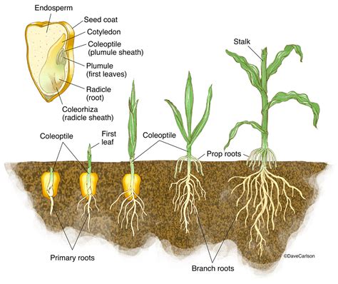 Monocot Germination - Corn Seedling | | Carlson Stock Art