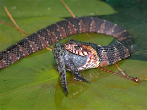 Water Snakes Invading California Threaten Native Species | KQED