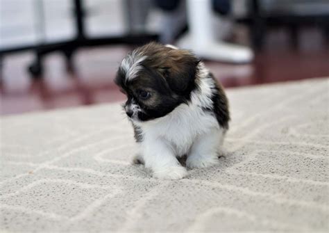 Pekingese Puppies For Sale | Orange County, CA #296803