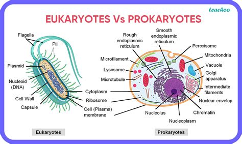 Eukaryotic And Prokaryotic Cells Differences