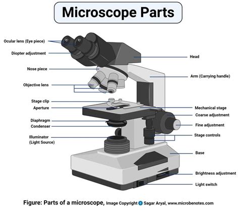 Microscope Parts and Functions