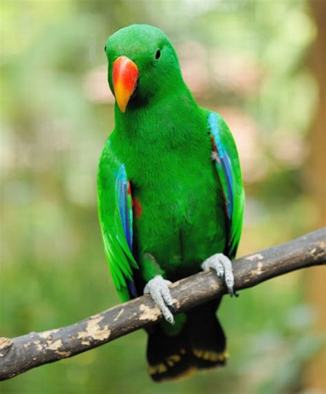 Facts About The Eclectus Parrot! - Taman Safari Bali