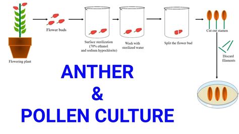 Anther and Pollen or Microspore culture | Production of male haploid ...