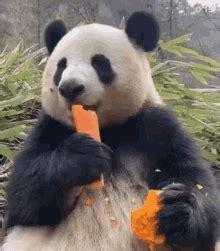 Embarrassed Panda GIF - Panda Oh God Embarrassed - Discover & Share GIFs