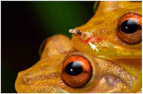 Insects | Free Full-Text | The Mouthparts of Female Blood-Feeding Frog ...