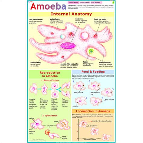 Life Cycle of Amoeba Chart at Lowest Price in Delhi - Manufacturer ...