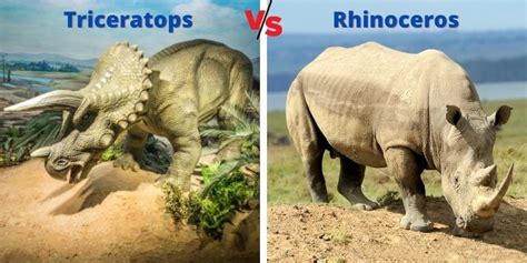 Triceratops vs Rhinoceros (Real life) - Battles - Comic Vine