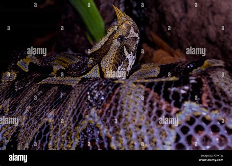 bitis nasicornis Stock Photo - Alamy