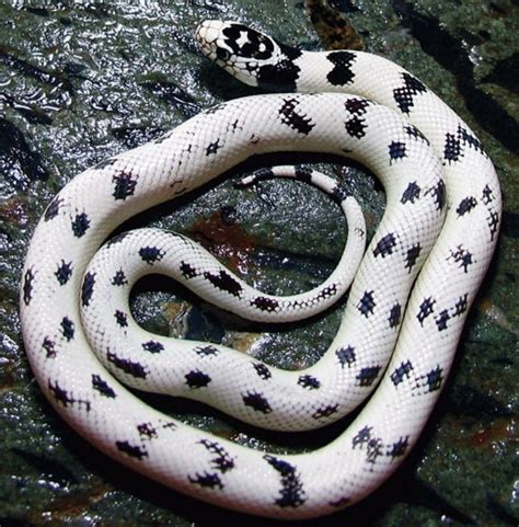 Pin on SNAKES~CONSTRICTING