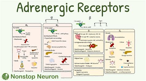 Alpha Beta Adrenergic Receptors Chart