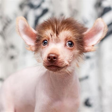 Las razas de perro más raras o menos conocidas - Foto 1