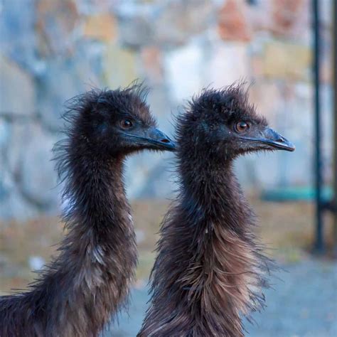 Baby Emu: 10 Pictures and 10 Incredible Facts - A-Z Animals