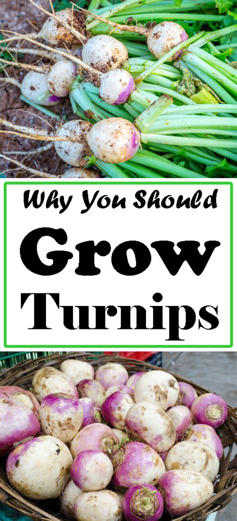 How to Grow Turnips: Planting, Growing and Harvesting Turnips ...