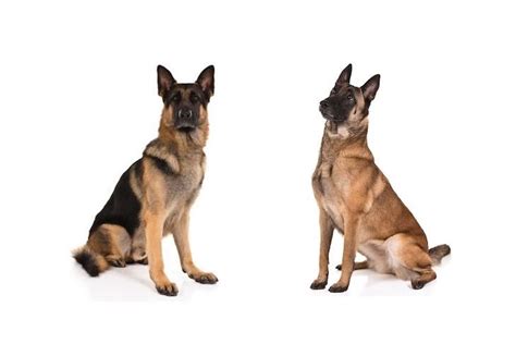 Differences Between The Belgian Malinois German Shepherd, 53% OFF