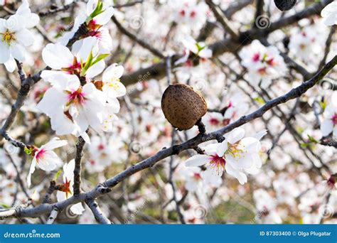 The Almond Tree Flowers With Branches And Almond Nut Close Up Stock ...