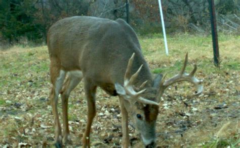 Whitetail Pre Rut Strategies | Whitetail Habitat Solutions