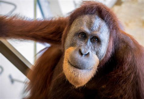 Orangutan's 'Wookie Calls' Hint That Human Speech Could Be 10 Million ...