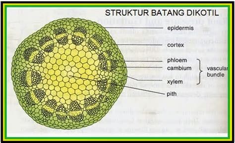 PORIFERA: BATANG DIKOTIL