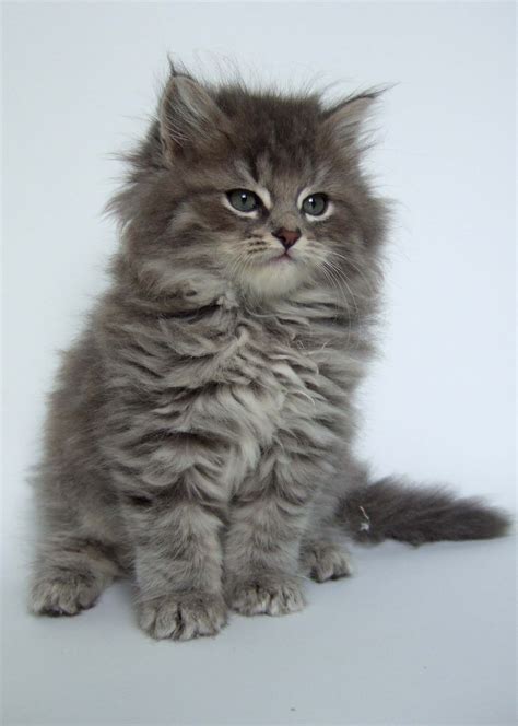 Silver Siberian Kittens - Silver Siberian Cats - cats