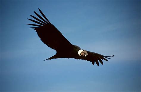 Andean Condor – Vultur gryphus - Birds