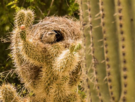 Cactus Wren nest | BirdNote