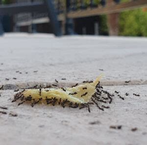 Pavement Ants - Altus Pest Control