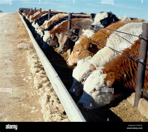 Crossbred cows eating grain hi-res stock photography and images - Alamy