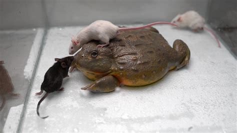 Giant African Bullfrog eats adult mice. Warning live feeding!!! - YouTube