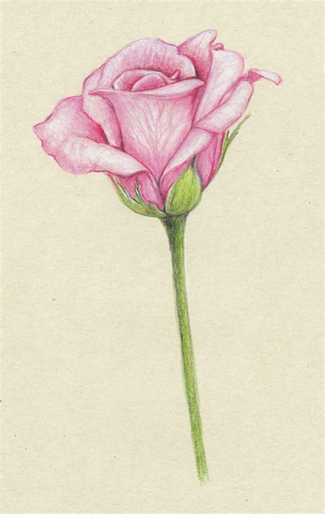 Drawings: ...pink roses...