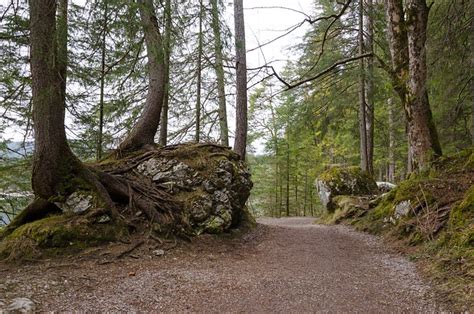 Eibsee Hike Forest - Free photo on Pixabay - Pixabay