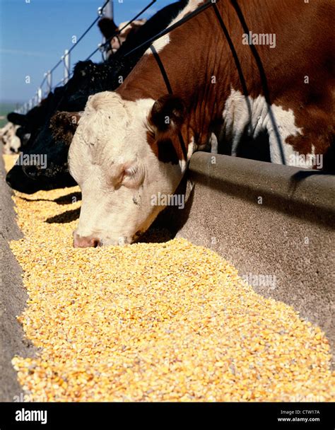 Crossbred cows eating grain hi-res stock photography and images - Alamy