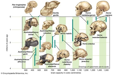 Human evolution - Brain Size, Adaptations, Fossils | Britannica