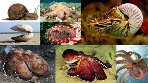 Phylum Mollusca Classification, Definition, Characteristics, Examples ...